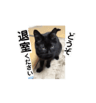 動く！ 黒猫トムチ1（個別スタンプ：5）