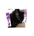 動く！ 黒猫トムチ1（個別スタンプ：6）