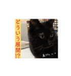 動く！ 黒猫トムチ1（個別スタンプ：7）