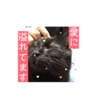 動く！ 黒猫トムチ1（個別スタンプ：9）