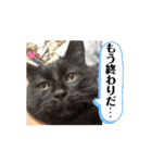 動く！ 黒猫トムチ1（個別スタンプ：13）