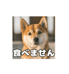 ぜんぜん忠犬じゃない柴犬（個別スタンプ：1）