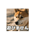 ぜんぜん忠犬じゃない柴犬（個別スタンプ：4）