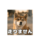 ぜんぜん忠犬じゃない柴犬（個別スタンプ：6）