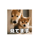 ぜんぜん忠犬じゃない柴犬（個別スタンプ：9）