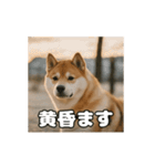 ぜんぜん忠犬じゃない柴犬（個別スタンプ：10）