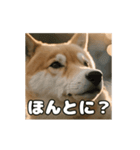 ぜんぜん忠犬じゃない柴犬（個別スタンプ：11）