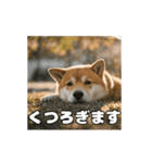 ぜんぜん忠犬じゃない柴犬（個別スタンプ：12）