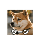 ぜんぜん忠犬じゃない柴犬（個別スタンプ：13）