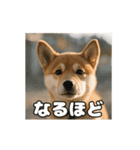 ぜんぜん忠犬じゃない柴犬（個別スタンプ：14）