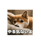 ぜんぜん忠犬じゃない柴犬（個別スタンプ：16）