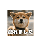 ぜんぜん忠犬じゃない柴犬（個別スタンプ：17）