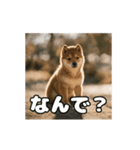 ぜんぜん忠犬じゃない柴犬（個別スタンプ：18）