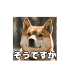 ぜんぜん忠犬じゃない柴犬（個別スタンプ：20）