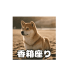 ぜんぜん忠犬じゃない柴犬（個別スタンプ：23）