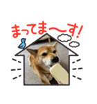 柴犬のももちゃんです！（個別スタンプ：14）