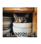 猫の煽り【猫・面白い・うざい猫】（個別スタンプ：4）
