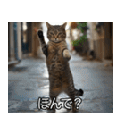 猫の煽り【猫・面白い・うざい猫】（個別スタンプ：5）