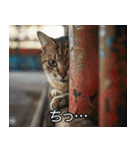猫の煽り【猫・面白い・うざい猫】（個別スタンプ：11）