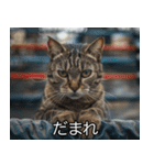 猫の煽り【猫・面白い・うざい猫】（個別スタンプ：12）