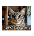 猫の煽り【猫・面白い・うざい猫】（個別スタンプ：14）