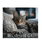 猫の煽り【猫・面白い・うざい猫】（個別スタンプ：16）