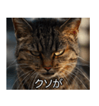 猫の煽り【猫・面白い・うざい猫】（個別スタンプ：18）
