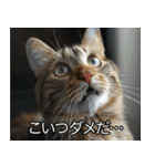 猫の煽り【猫・面白い・うざい猫】（個別スタンプ：19）