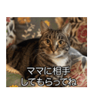 猫の煽り【猫・面白い・うざい猫】（個別スタンプ：21）