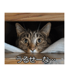 猫の煽り【猫・面白い・うざい猫】（個別スタンプ：24）