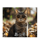 猫の煽り【猫・面白い・うざい猫】（個別スタンプ：25）