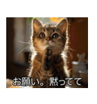 猫の煽り【猫・面白い・うざい猫】（個別スタンプ：30）
