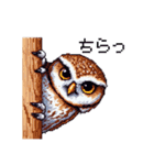 ドット絵 フクロウ 日常会話 40種（個別スタンプ：31）