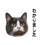 便利！毎日使える挨拶言葉◎猫の写真（個別スタンプ：38）