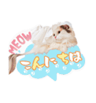 ちまき＊ミヌエット＊日常会話＊実写＊cat（個別スタンプ：1）
