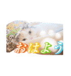 ちまき＊ミヌエット＊日常会話＊実写＊cat（個別スタンプ：2）