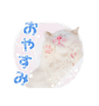ちまき＊ミヌエット＊日常会話＊実写＊cat（個別スタンプ：3）