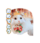 ちまき＊ミヌエット＊日常会話＊実写＊cat（個別スタンプ：4）