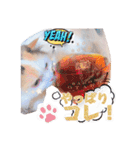 ちまき＊ミヌエット＊日常会話＊実写＊cat（個別スタンプ：5）