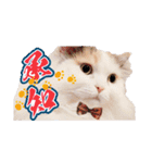 ちまき＊ミヌエット＊日常会話＊実写＊cat（個別スタンプ：7）