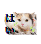 ちまき＊ミヌエット＊日常会話＊実写＊cat（個別スタンプ：8）