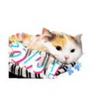 ちまき＊ミヌエット＊日常会話＊実写＊cat（個別スタンプ：9）