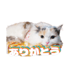 ちまき＊ミヌエット＊日常会話＊実写＊cat（個別スタンプ：12）