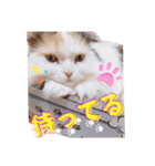 ちまき＊ミヌエット＊日常会話＊実写＊cat（個別スタンプ：14）