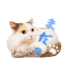 ちまき＊ミヌエット＊日常会話＊実写＊cat（個別スタンプ：15）