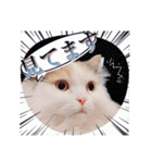 ちまき＊ミヌエット＊日常会話＊実写＊cat（個別スタンプ：16）