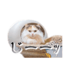 ちまき＊ミヌエット＊日常会話＊実写＊cat（個別スタンプ：17）