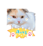 ちまき＊ミヌエット＊日常会話＊実写＊cat（個別スタンプ：18）