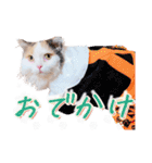 ちまき＊ミヌエット＊日常会話＊実写＊cat（個別スタンプ：19）