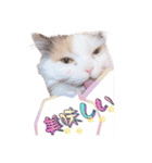 ちまき＊ミヌエット＊日常会話＊実写＊cat（個別スタンプ：21）